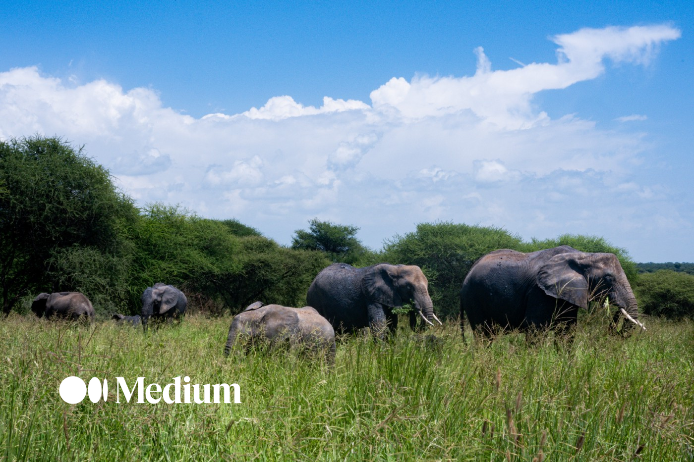 How we deployed a simple wildlife monitoring system on Google Cloud How we deployed a simple wildlife monitoring system on Google Cloud